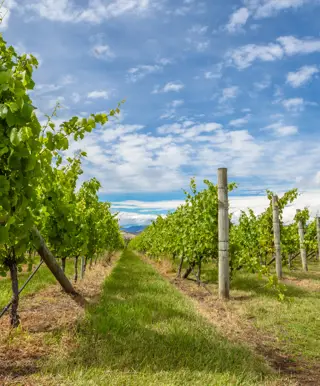 Erlebe mehr als Wein im Tamar Valley
